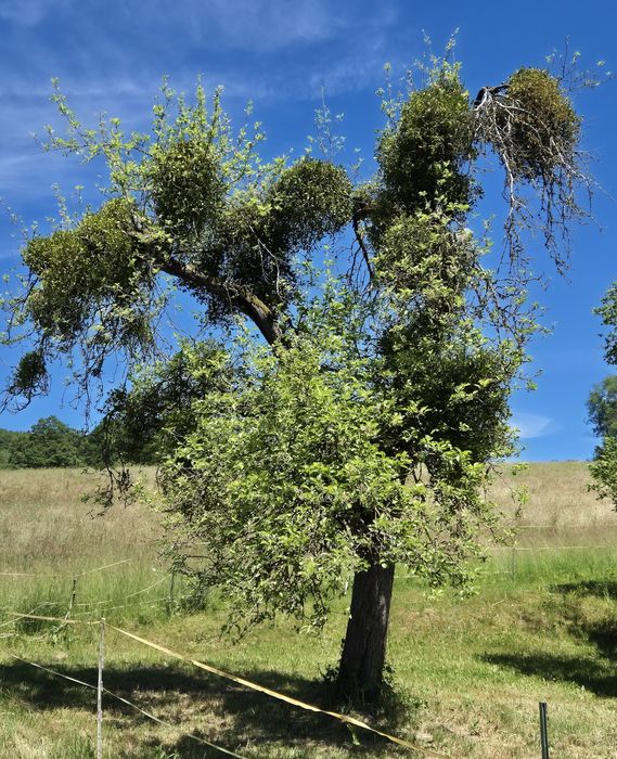 Ein von Misteln bewachsener Baum